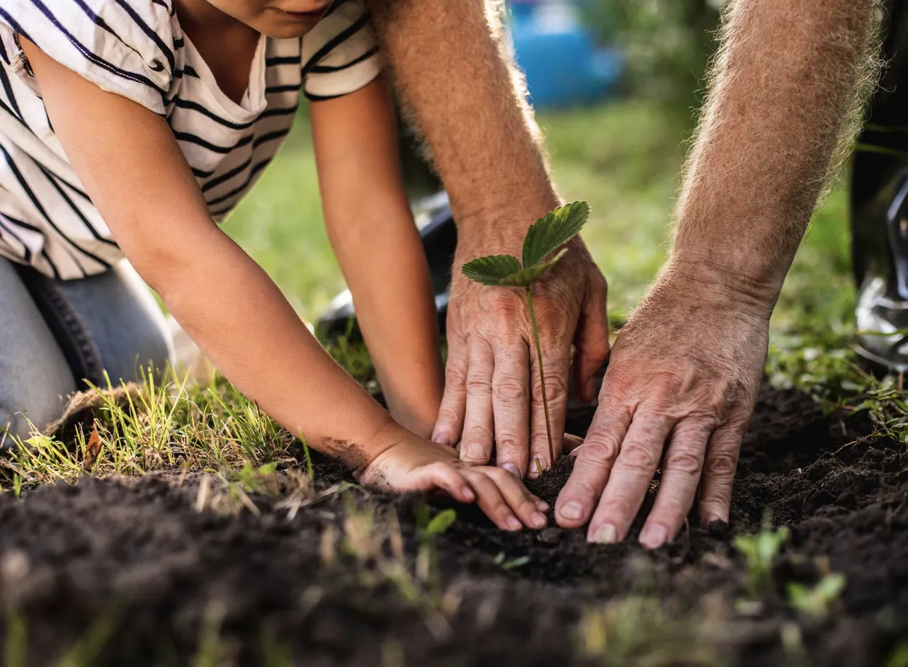 mains d'un adulte et d'un enfant plantant dans un jardin